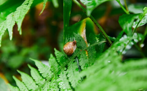 Local flora and fauna